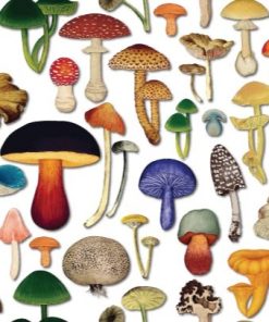 Mushrooms