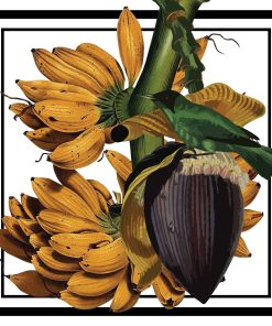 Coração de Bananeira