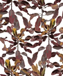 Croton